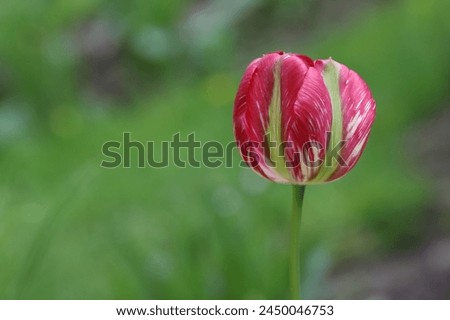close-up of a beautiful viridiflora tulip in front of a green blurred background, copy space