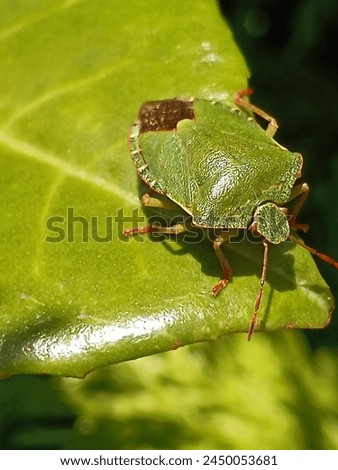 The green shild beetle on the tip of the leaf