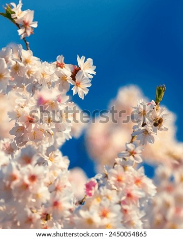 Delicate pink sakura in full bloom. Beautiful petals against the blue sky. Spring nature, bloom, beauty, macro. Bright pink flowers on tree branches. Spring Park Royalty-Free Stock Photo #2450054865