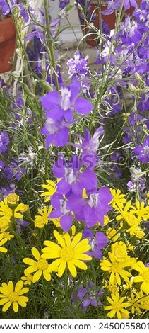 Consolida Ajasis is a Ranunculaceae family flowering plant. It's a Eurasian native flowering plant. It is also known Rocket Larkspur and Doubtful Knight's Spur. Royalty-Free Stock Photo #2450055801