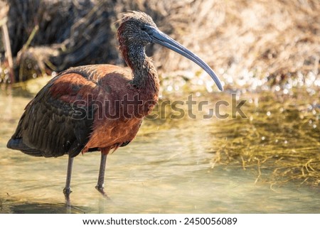 The glossy ibis, latin name Plegadis falcinellus, searching for food in the shallow lagoon. A brown ibis stands in the water on the shore of the lake. Royalty-Free Stock Photo #2450056089