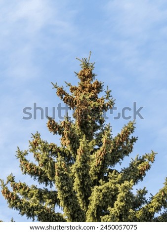 Green spruce branches with needles and cones against a blue sky in winter. Many cones on spruce. Fir tree. Background image with copy space.