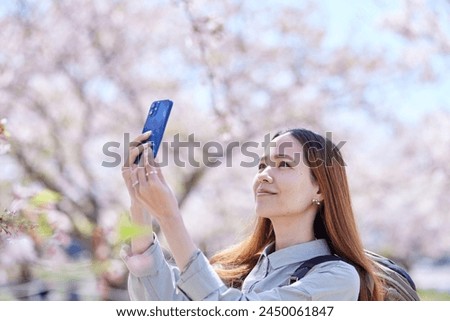 Foreign tourists taking photos of spring cherry blossoms