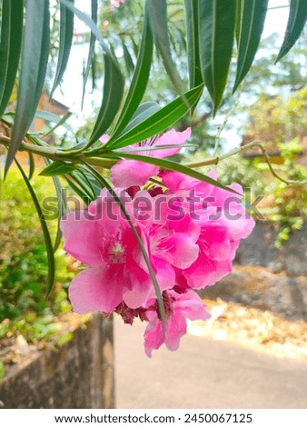 Stunning close-up of Oleander(Rose bay,rose laurel,dog bane,south sea rose,Bunga anis,Bunga jepun)pink flowers in selective focus ultrahd hi-res jpg stock image photo picture
 