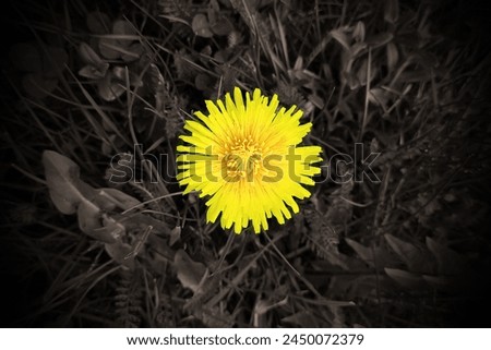 Blooming dandelion in grass, yellow flower and dark grey grass and leaves, spring view, outside, natural background for text