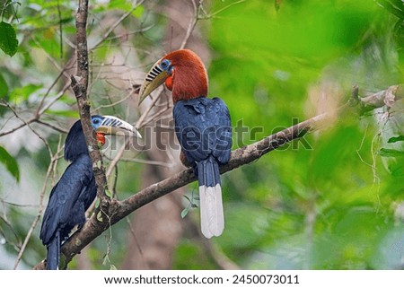 Manas National Park, Assam, India. Rufous-necked hornbill, Aceros nipalensis, Vulnerable with Population decreasing