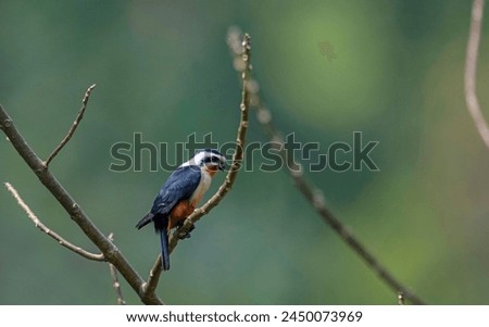Manas National Park, Assam, India. Collared falconet, Microhierax caerulescens