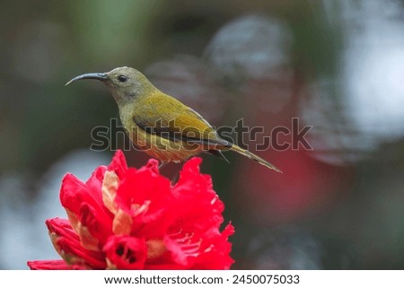 Rishop, West Bengal, India. Green-tailed Sunbird, Aethopyga nipalensis female