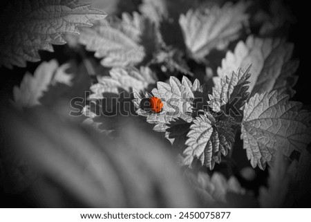 Beautiful nature, red ladybug on grey leaves, red beetle and black and white plants, natural background for text, outside