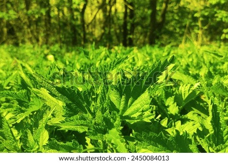 Green nettle meadow, in the background forest, beautiful nature, sunny atmosphere, colored photo