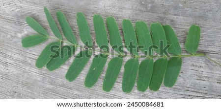 Small green leaves are neatly arranged in a row against the background of a dirty floor that looks shadowy. Royalty-Free Stock Photo #2450084681