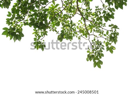 green tree branch isolated Royalty-Free Stock Photo #245008501