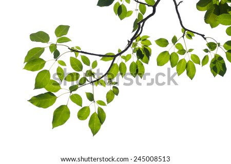 green tree branch isolated Royalty-Free Stock Photo #245008513