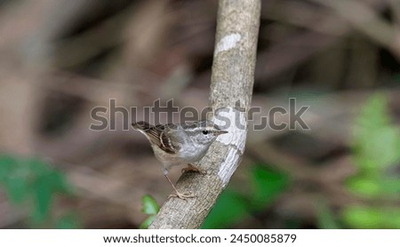 Buxa Tiger Reserve, West Bengal, India. Buff-barred Warbler, Phylloscopus pulcher