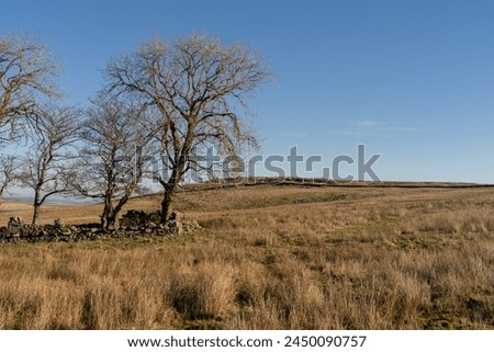A copse of trees on Northumberland moorland Royalty-Free Stock Photo #2450090757
