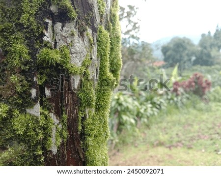 cool green mossy tree background