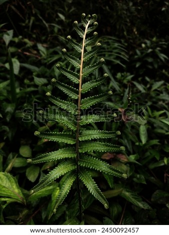 one of the ferns that is often found in Indonesia, a source of food, basic materials for handicrafts, ornamental plants and medicines
 Royalty-Free Stock Photo #2450092457