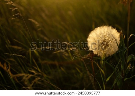Closeup Tragopogon porrifolius also called goatsbeard or common salsify seeds - achenes and buds growing on the meadow in sunlight. Royalty-Free Stock Photo #2450093777