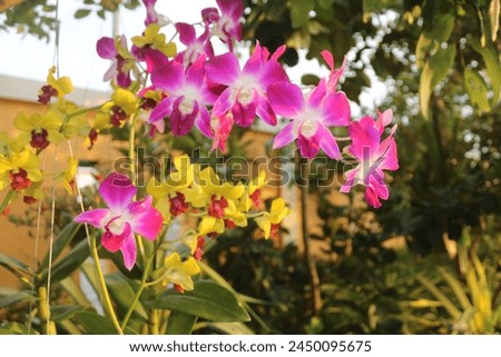 Beautiful  pink flowers blooming time Royalty-Free Stock Photo #2450095675