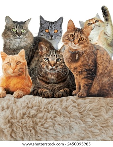 The cat family is taking a photo together, they are very happy.
