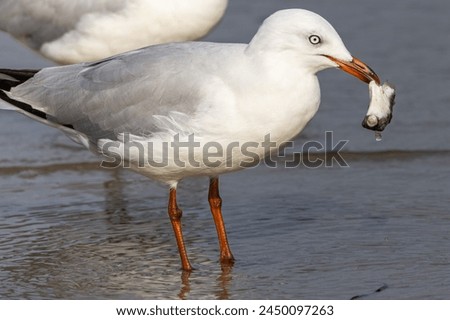 A Silver Gull with a dead toad fish in its beak