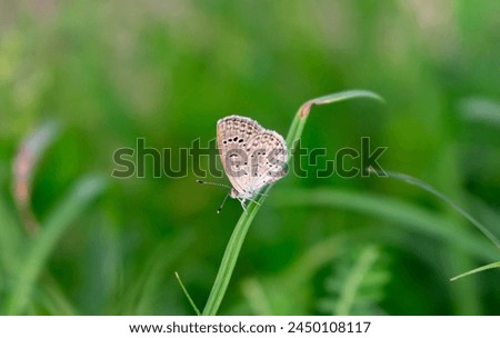 close up view of beautiful butterfly perched on grass top with blurred background.