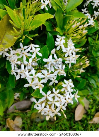 stunning close-up of White Ixora coccinea flowers and young buds shoots ultra hd hi-res jpg stock image photo picture selective focus vertical background blurred background side or straight ankle view