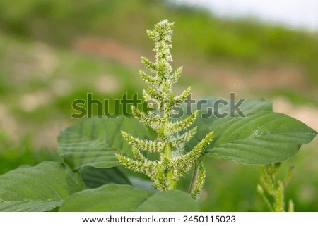 close up of amaranth (amaranthus spp) flowers with blurred background, use this for catalog of medicinal plants or vegetables.