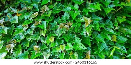 The leaves of a thriving sweet potato plant are pictured in the morning when the leaves are still wet