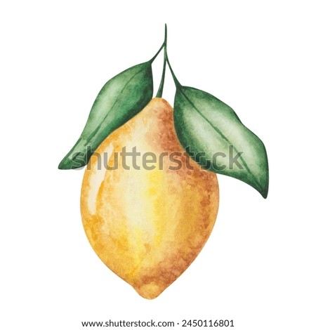 Watercolor lemon illustration. Hand painted yellow lemon hanging on branch with green leaves. Lemon tree, plant. Citrus fruit. Raw, ripe food. Vitamin C. Nature element. Isolated clip art