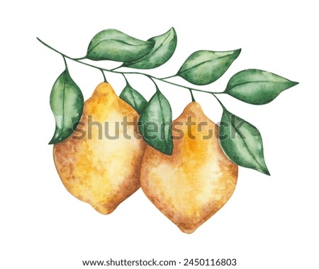 Watercolor lemon illustration. Hand painted yellow lemons hanging on branch with green leaves. Lemon tree, plant. Citrus fruits. Raw, ripe food. Vitamin C. Nature elements. Isolated clip art