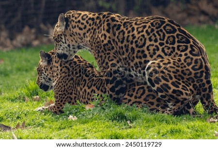 Leopard courting a female to impregnate her