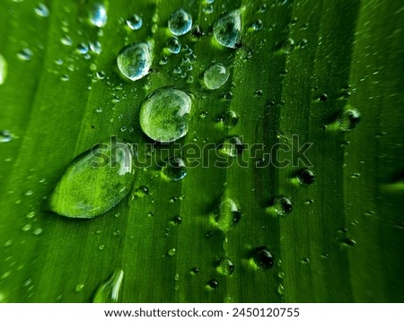  water droplets on green leaves