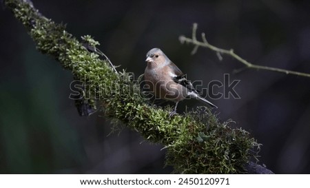 Chaffinches at a woodland site