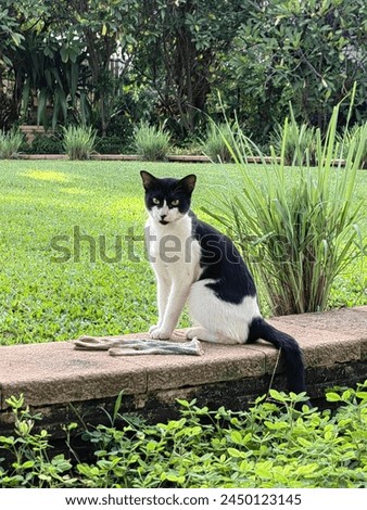 A cat is sitting in the park during the day.