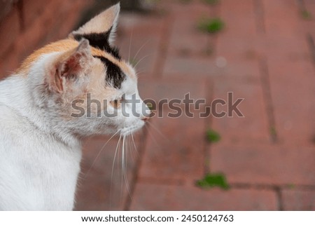 Beautiful calico stray cat portrait, close up, outdoor photography