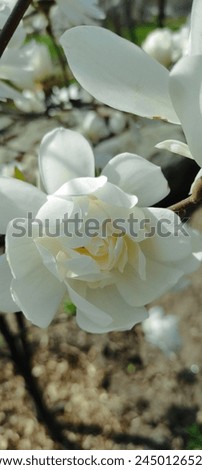 White magnolia flower in a Kiev park on a sunny spring day