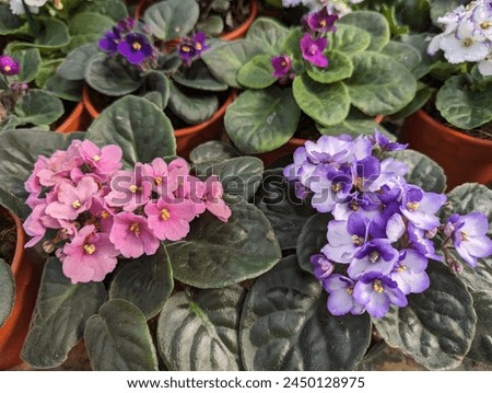 Close up on pink and purple African Violet flowers and hairy leaves (Saintpaulia)