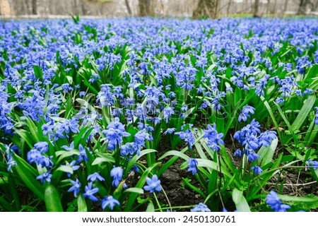 Glade snowdrops Blue flowers siberian Scilla proleska in the city park. Royalty-Free Stock Photo #2450130761
