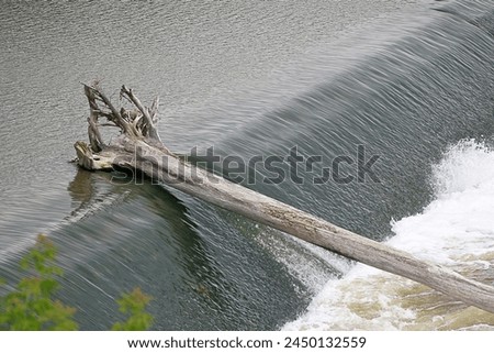 Fallen tree stuck on small waterfall. River water moving flowing. Dead trunk roots uprooted. Block blocked blocking. Foam froth spray. Stuck. Concept. Nature. Royalty-Free Stock Photo #2450132559
