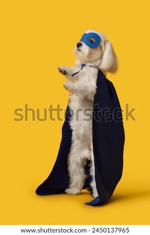 Cute little dog in superhero costume standing on yellow background