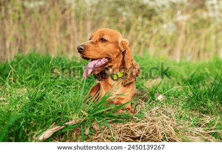 Red cocker spaniel lies in green grass. The dog turned its head to the side and breathes through its mouth. Spring. Hunter. The photo is blurred and horizontal.