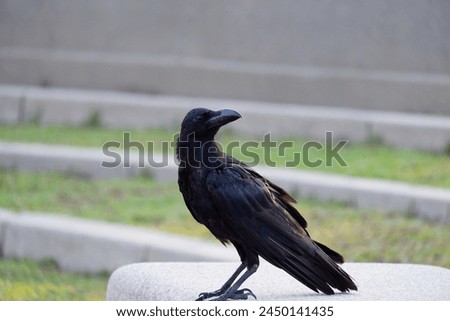 A single black crow sitting on the cement aisle seat at the park with green grass garden background 
