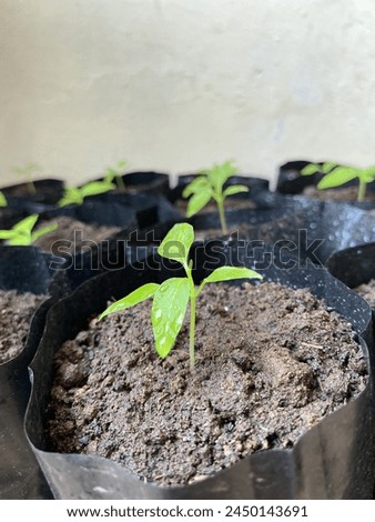 Chili plants grow in black polybags, the plants are 2 weeks old and already have 4 leaves. Royalty-Free Stock Photo #2450143691