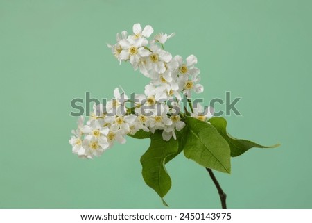 White brushes of blooming bird cherry isolated on a green background. Royalty-Free Stock Photo #2450143975