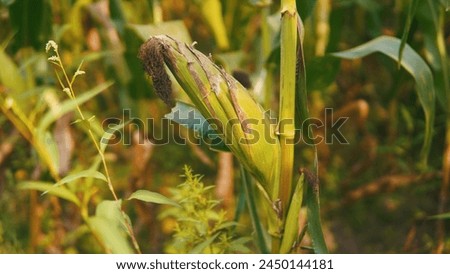 Organic corn field Nature Picture