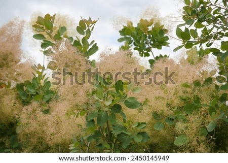 Floral wallpaper European smoketree outside. Royalty-Free Stock Photo #2450145949
