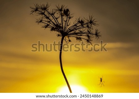 Dry plant at the hour of spring sunset