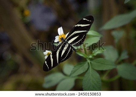 Zebra Longwing butterfly sitting on a flower whilst looking for its next meal. Royalty-Free Stock Photo #2450150853