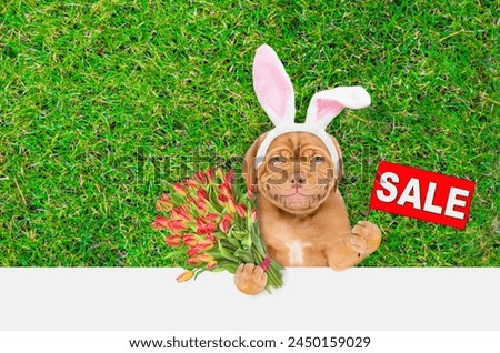 Smiling Mastiff puppy wearing easter rabbits ears holds bouquet of tulips and shows signboard with labeled "sale" above empty white banner. Empty space for text